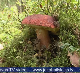 Sēņošanas un ogošanas entuziasti dodas dabā