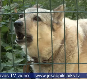 Jēkabpilī klaiņojoši suņi rada satraukumu iedzīvotājos