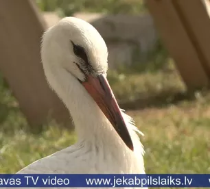 Stārķi Pēterīti pamet ģimene