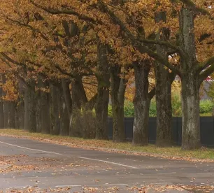 Jēkabpilī ar 14 kokiem papildināts aizsargājamo koku saraksts