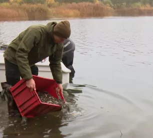 Radžu ūdenskrātuvē ielaiž zivju mazuļus