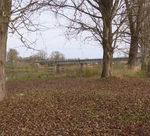 Līvānos spriedīs par papeļu nākotni