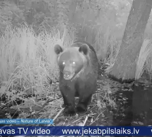 Jēkabpils novadā biežāk novēro lāčus un citus plēsējus