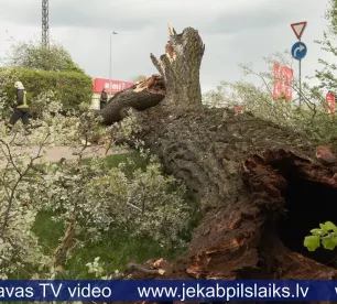 Jēkabpilī nogāžas viens no Kena parka lielajiem kokiem