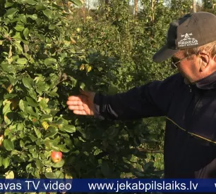 Ābolu audzētājiem un sulu spiedējiem – slikta sezona