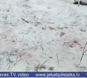 Aknīstes pusē vilki saplosa medību suni