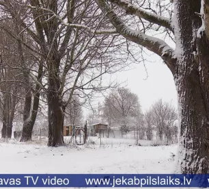 Līvānieši neatbalsta balto apšu izciršanu Dubnas krastos