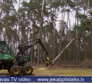 Izzāģē kokus pie Jēkabpils reģionālās slimnīcas
