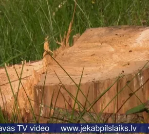 Jēkabpils Mežaparkā šogad izzāģēti 135 kubikmetri koksnes