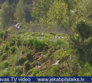 Jēkabpilī izplatās putnu gripa – noteikti vairāki ierobežojumi