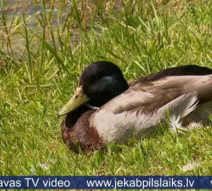 Radžu ūdenskrātuvē joprojām aicina nepeldēties