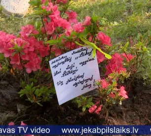 Par godu Līvānu 97.dzimšanas dienai turpina rododendru parka izveidi