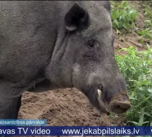 Pieaug saslimstība ar cūku mēri