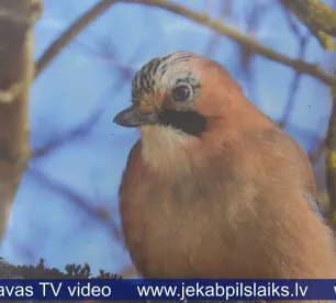 Jēkabpils novada Galvenajā bibliotēkā skatāma izstāde “Jēkabpilī ziemojošie putni