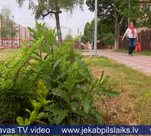 Draudzības alejas stādījumi ieauguši nezālēs