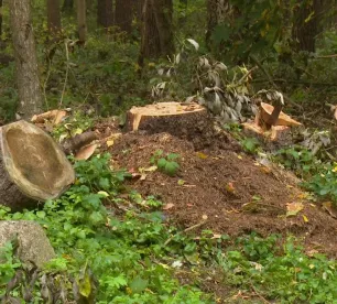 Jēkabpils novada pašvaldībai problēmas iegūt malku no saviem īpašumiem
