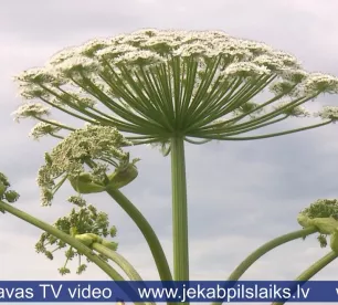 Salas ciema iedzīvotāji nobažījušies – kas cīnīsies ar latvāņiem?