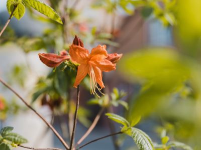 Jēkabpils Laiks: Jēkabpils ziņas
