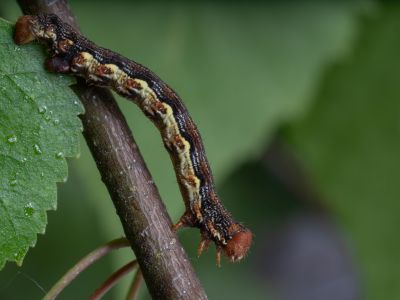 Jēkabpils Laiks: Jēkabpils ziņas