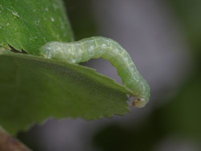Jēkabpils Laiks: Jēkabpils ziņas