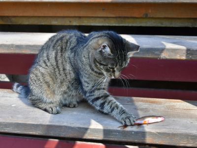 Jēkabpils Laiks: Jēkabpils ziņas