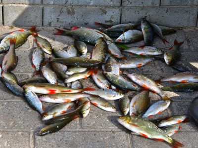 Jēkabpils Laiks: Jēkabpils ziņas