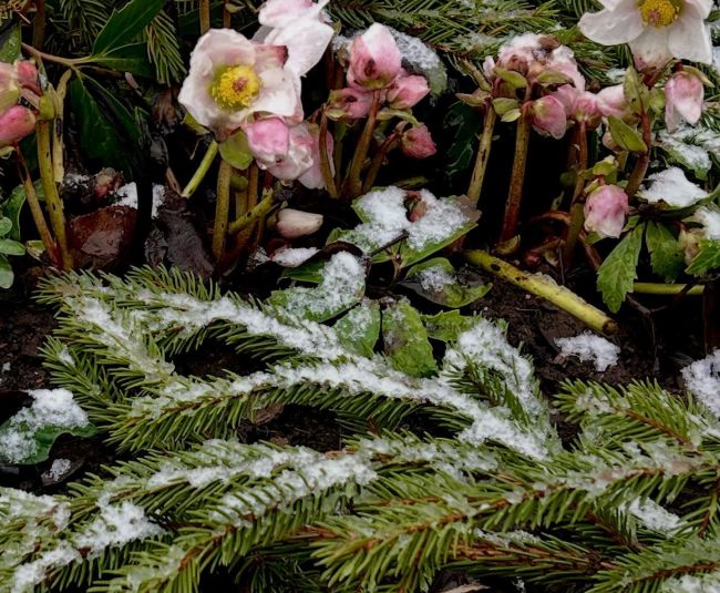 Jēkabpils novadā zied sniega rozes