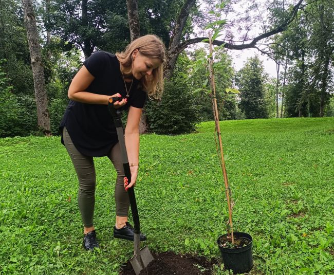 Aknīstes Sēļu parkā veido dekoratīvos stādījumus