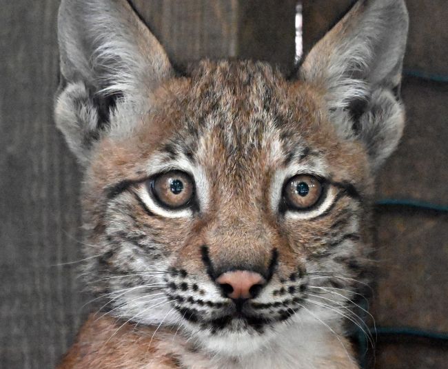 Jēkabpils novada iedzīvotāji aicināti izvēlēties vārdu lūšu mazulītei 