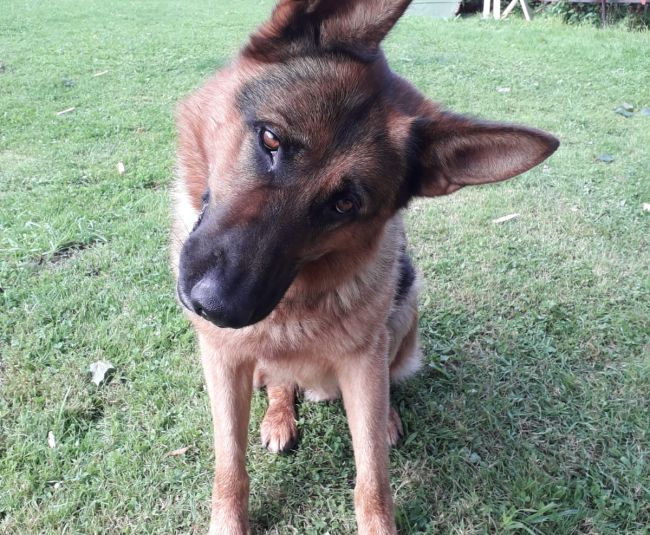 Mūžībā aizgājis Valsts policijas suns Darvins