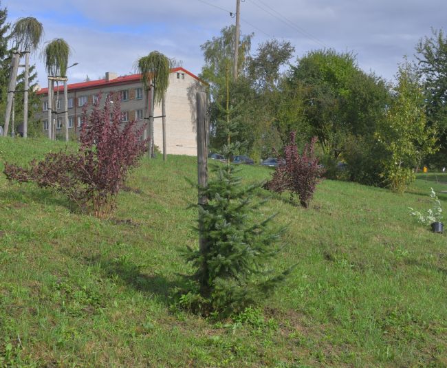 Jēkabpilī iestāda 40 ceriņus