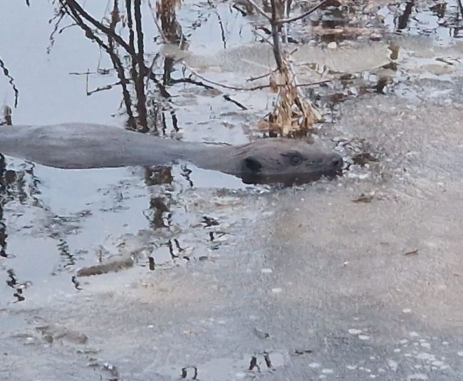 Aktuālais. Jēkabpils - X stunda iestājusies! Teksta tiešraide