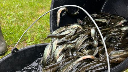 Jēkabpils novada ūdenstilpēs papildināti zivju resursi 