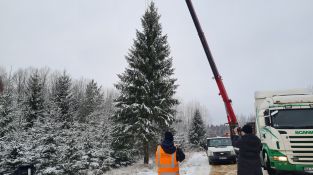 Izvēlēta un no meža atvesta Jēkabpils pilsētas galvenā Ziemassvētku egle