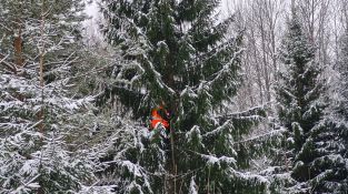 Izvēlēta un no meža atvesta Jēkabpils pilsētas galvenā Ziemassvētku egle