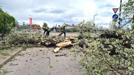 Kena parkā nokrīt koks