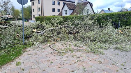 Kena parkā nokrīt koks