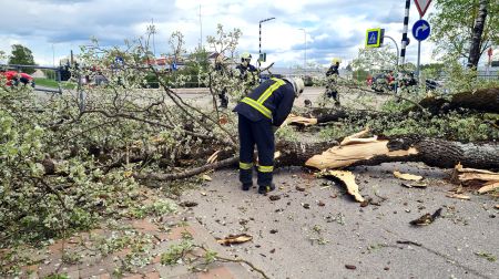 Kena parkā nokrīt koks