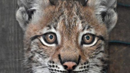 Jēkabpils novada iedzīvotāji aicināti izvēlēties vārdu Rīgas Zoodārza lūšu mazulītei 