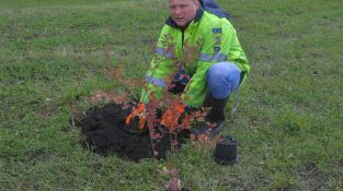 Jēkabpilī iestādīti 40 ceriņi