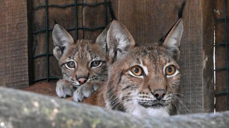 Jēkabpils novada iedzīvotāji aicināti izvēlēties vārdu Rīgas Zoodārza lūšu mazulītei 