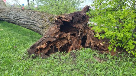 Jēkabpilī nogāžas viens no Kena parka lielajiem kokiem (papildināts)