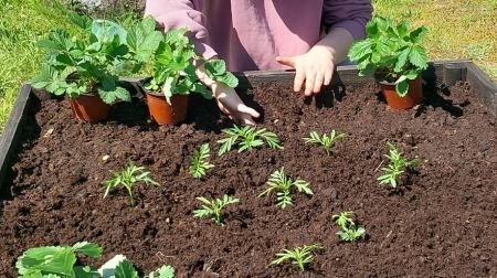 Viesītes mazpulcēni rosās urbānajā dārzā