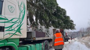 Izvēlēta un no meža atvesta Jēkabpils pilsētas galvenā Ziemassvētku egle