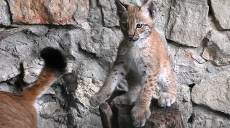 Jēkabpils novada iedzīvotāji aicināti izvēlēties vārdu lūšu mazulītei 