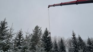 Izvēlēta un no meža atvesta Jēkabpils pilsētas galvenā Ziemassvētku egle