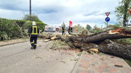 Kena parkā nokrīt koks