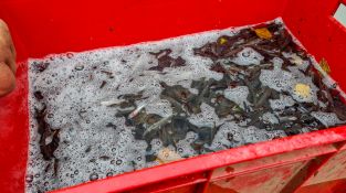 Zivju mazuļu laišana Radžu ūdenskrātuvē