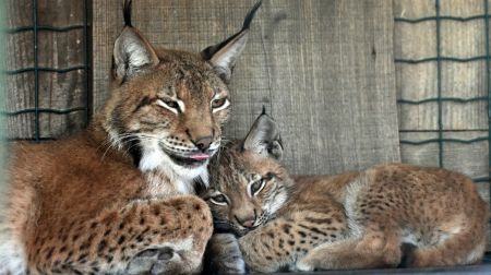 Jēkabpils novada iedzīvotāji aicināti izvēlēties vārdu Rīgas Zoodārza lūšu mazulītei 