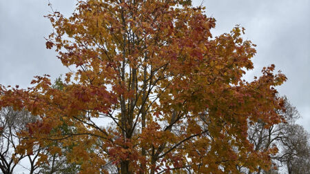 Izaicinājumu “3 kilometri un 30 sekundes” Jēkabpils novadā pieveikuši teju 1000 dalībnieki